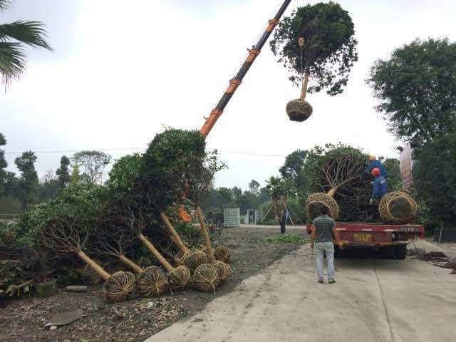 园林菲律宾网赌合法平台大型乔木移栽