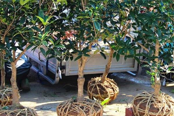 园林菲律宾网赌合法平台桂花树移植