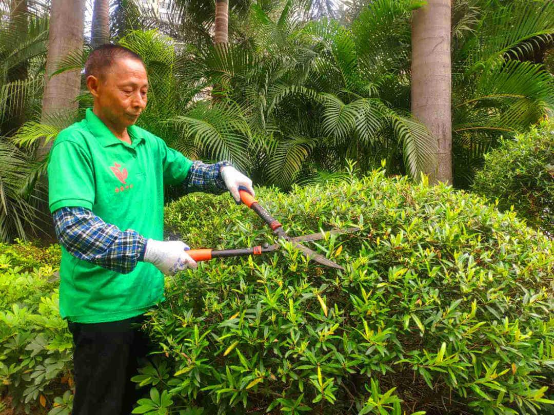 绿化养护工人修剪灌木